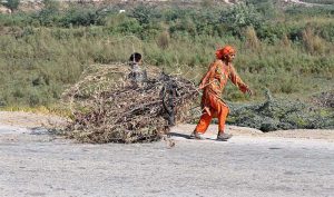An elderly woman is pulling dried branches from trees for firewood along Bypass Road.