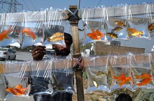 A vendor displaying colorful fish to attract the customers at his roadside setup at KhannaPul.