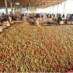 - Labourers pack freshly harvested tomatoes into wooden boxes at the vegetable market.