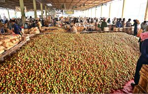 - Labourers pack freshly harvested tomatoes into wooden boxes at the vegetable market.