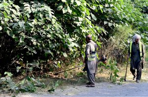 CDA workers busy trimming grass along roadside in the Federal Capital.