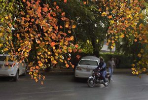 Autumn’s beautiful hues blanket the federal capital as trees turn bright shades of yellow, red, and orange before the leaves fall,adding allure to the city with the arrival of the season.
