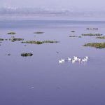 A beautiful view of a flock of ducks swimming at Rawal Lake in the Federal Capital