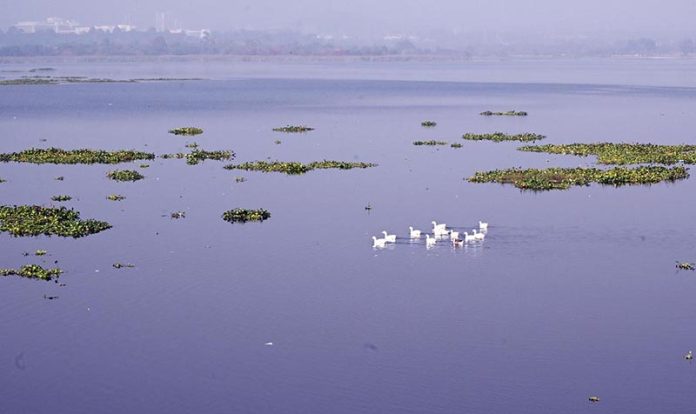 A beautiful view of a flock of ducks swimming at Rawal Lake in the Federal Capital