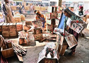 - Labourers pack freshly harvested tomatoes into wooden boxes at the vegetable market.