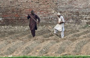 Farmers tilling the land during field preparation ahead of the winter cultivation season.