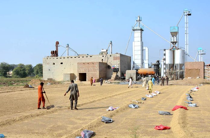 Labourers are busy collecting rice to fill bags after drying at a rice factory