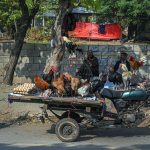 Vendors displaying country hens to attract customers at Lehtrar road in the Federal Capital