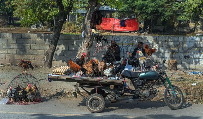 Vendors displaying country hens to attract customers at Lehtrar road in the Federal Capital