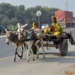 A woman along with her child traveling on a donkey cart along the road on a chilly morning