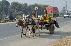 A woman along with her child traveling on a donkey cart along the road on a chilly morning