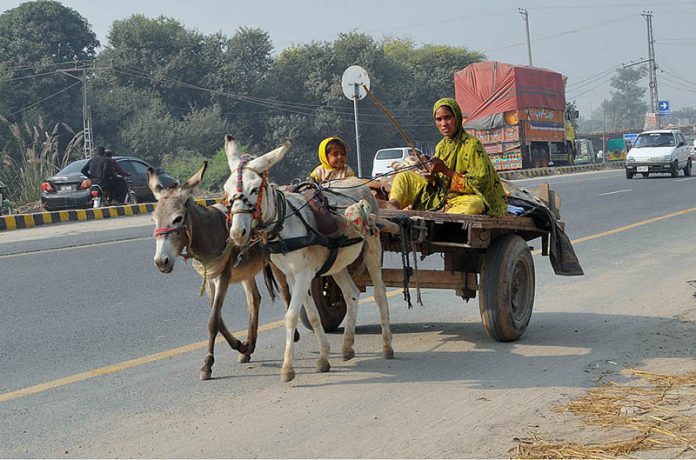A woman along with her child traveling on a donkey cart along the road on a chilly morning