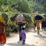 Village women carry bundles of fodder for their cattle on their heads while making their way through Latifabad for daily household use