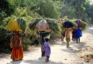 Village women carry bundles of fodder for their cattle on their heads while making their way through Latifabad for daily household use