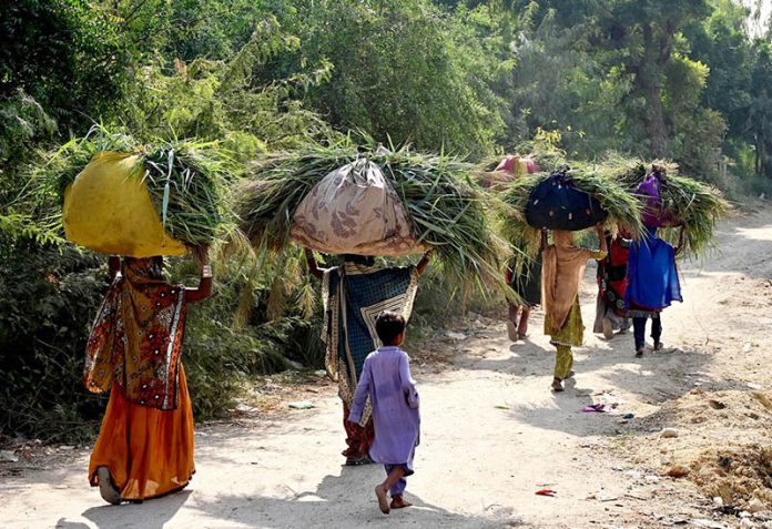 Village women carry bundles of fodder for their cattle on their heads while making their way through Latifabad for daily household use