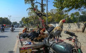Vendors displaying country hens to attract customers at Lehtrar road in the Federal Capital