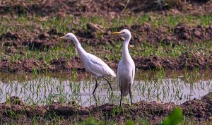 Two egrets search for food while standing in a waterlogged field in the Federal Capital
