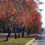 Winter’s vibrant hues blanket the Federal Capital as trees turn bright shades of yellow, red and orange, adding charm to the city with the arrival of the season