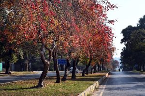Winter’s vibrant hues blanket the Federal Capital as trees turn bright shades of yellow, red and orange, adding charm to the city with the arrival of the season