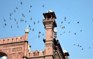 A flock of pigeons hovers above the iconic dome of the Badshahi Masjid.