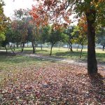 The leaves of the trees change color and fall, marking the autumn season in the Federal Capital