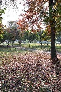 The leaves of the trees change color and fall, marking the autumn season in the Federal Capital