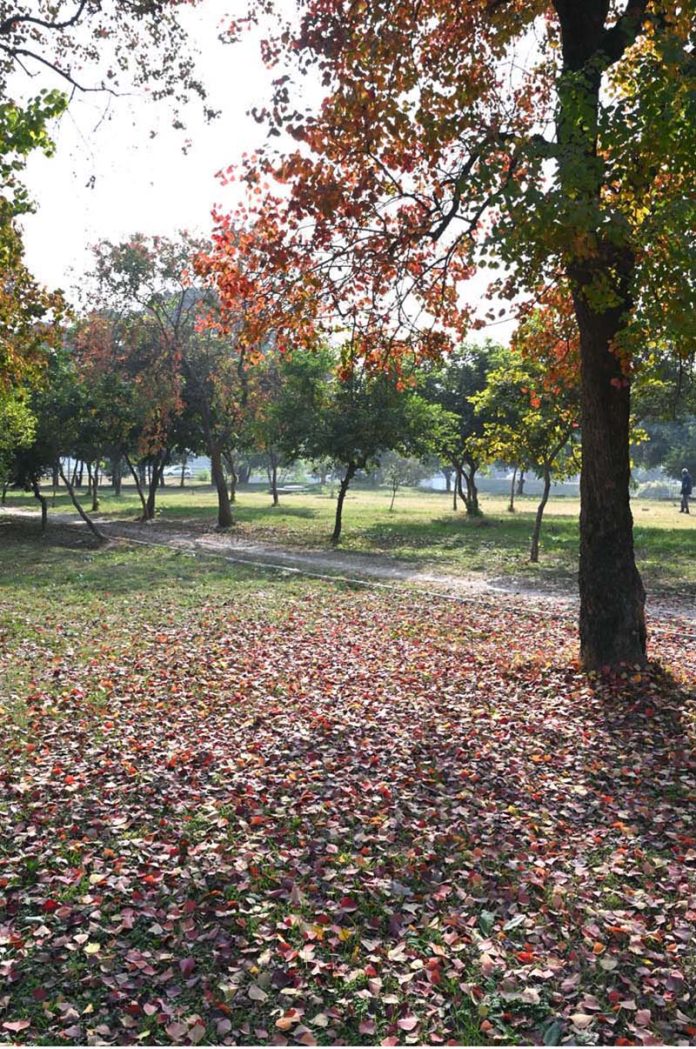 The leaves of the trees change color and fall, marking the autumn season in the Federal Capital