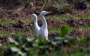 Two egrets search for food while standing in a waterlogged field in the Federal Capital