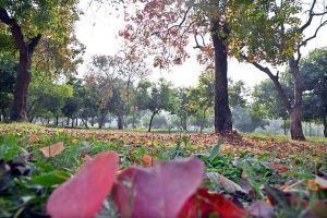 The leaves of the trees change color and fall, marking the autumn season in the Federal Capital