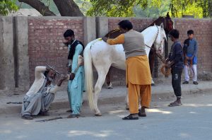 A blacksmith is busy fitting iron nails to a horse’s hoof as part of the traditional shoeing process.