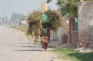A Female Farmer carrying a heavy bundle of fodder on her head while walking along a village road to feed the livestock.