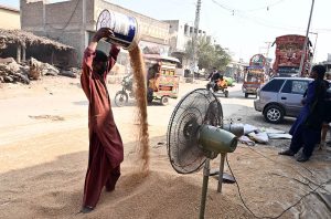 A labourer sifts pulses in the air with the help of a pedestal fan at site area.