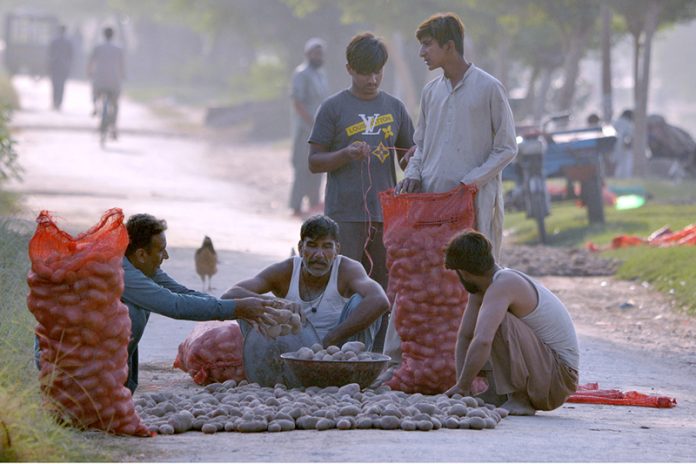 Vendors busy sorting and packing good quality potatoes into sacks to sell in the wholesale market