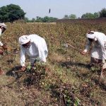 Elderly farmers harvesting and collecting the cotton crop using axes at an agricultural field