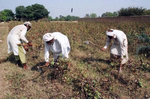 Elderly farmers harvesting and collecting the cotton crop using axes at an agricultural field