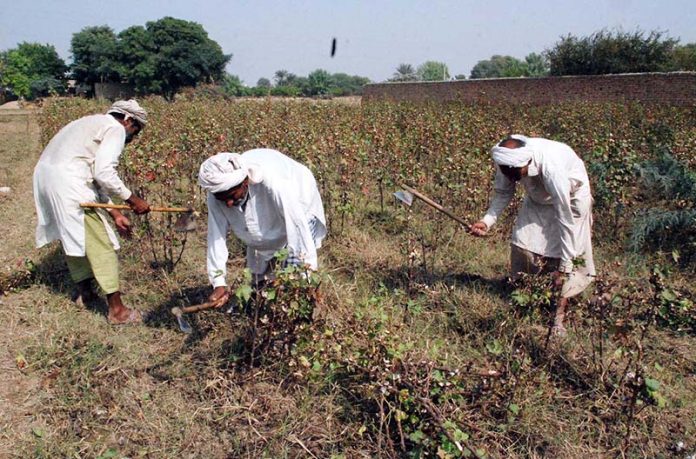 Elderly farmers harvesting and collecting the cotton crop using axes at an agricultural field