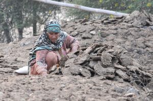 A woman collecting dried dung cake to be used as fuel for cooking and heating purposes