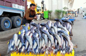 A fish seller busy setting up and displaying his stock at a roadside stall to attract buyers.