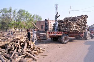 A woman collecting dried dung cake to be used as fuel for cooking and heating purposes