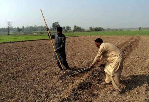 Farmers busy preparing land for the wheat crop using traditional methods along Sargodha Road.