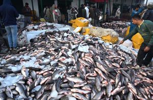 A large number of people and shopkeepers are buying of different kinds of fish from wholesalers at the wholesale fish market in the Provincial Capital.