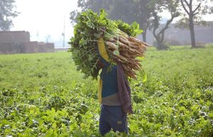 A farmer gathers freshly harvested radishes to transport to the vegetable market.