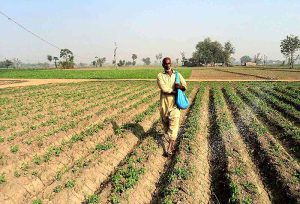 Farmers busy preparing land for the wheat crop using traditional methods along Sargodha Road.