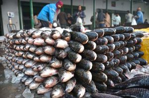 A large number of people and shopkeepers are buying of different kinds of fish from wholesalers at the wholesale fish market in the Provincial Capital.