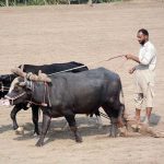Farmers plough fields using oxen to prepare for wheat crop, following traditional farming methods