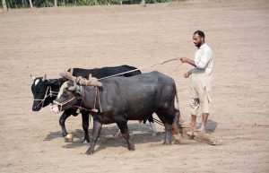 Farmers plough fields using oxen to prepare for wheat crop, following traditional farming methods