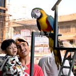 Children keenly watch Macaw parrots at the Saddar Bird Market.
