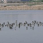 A large flock of migratory birds gathers around stagnant water at the Cantonment Ground.