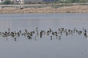 A large flock of migratory birds gathers around stagnant water at the Cantonment Ground.