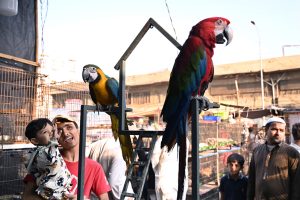 Children keenly watch Macaw parrots at the Saddar Bird Market.